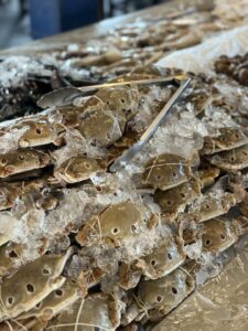 ซามูไรหมูกระทะ A&A แม่โจ้ หน้าตาอาหาร เครื่องดื่ม และของหวาน 15 อาหารทะเล