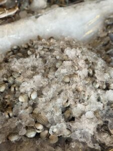 ซามูไรหมูกระทะ A&A แม่โจ้ หน้าตาอาหาร เครื่องดื่ม และของหวาน 20 อาหารทะเล