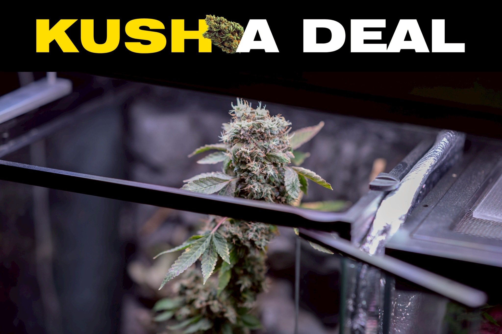 KUSH A DEAL ร้านกัญชา 1